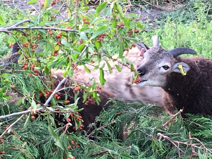 Bryony, one of the Heritage Breed sheep at The Oaks, nibbling on bushes with her other Ewe Friends.
