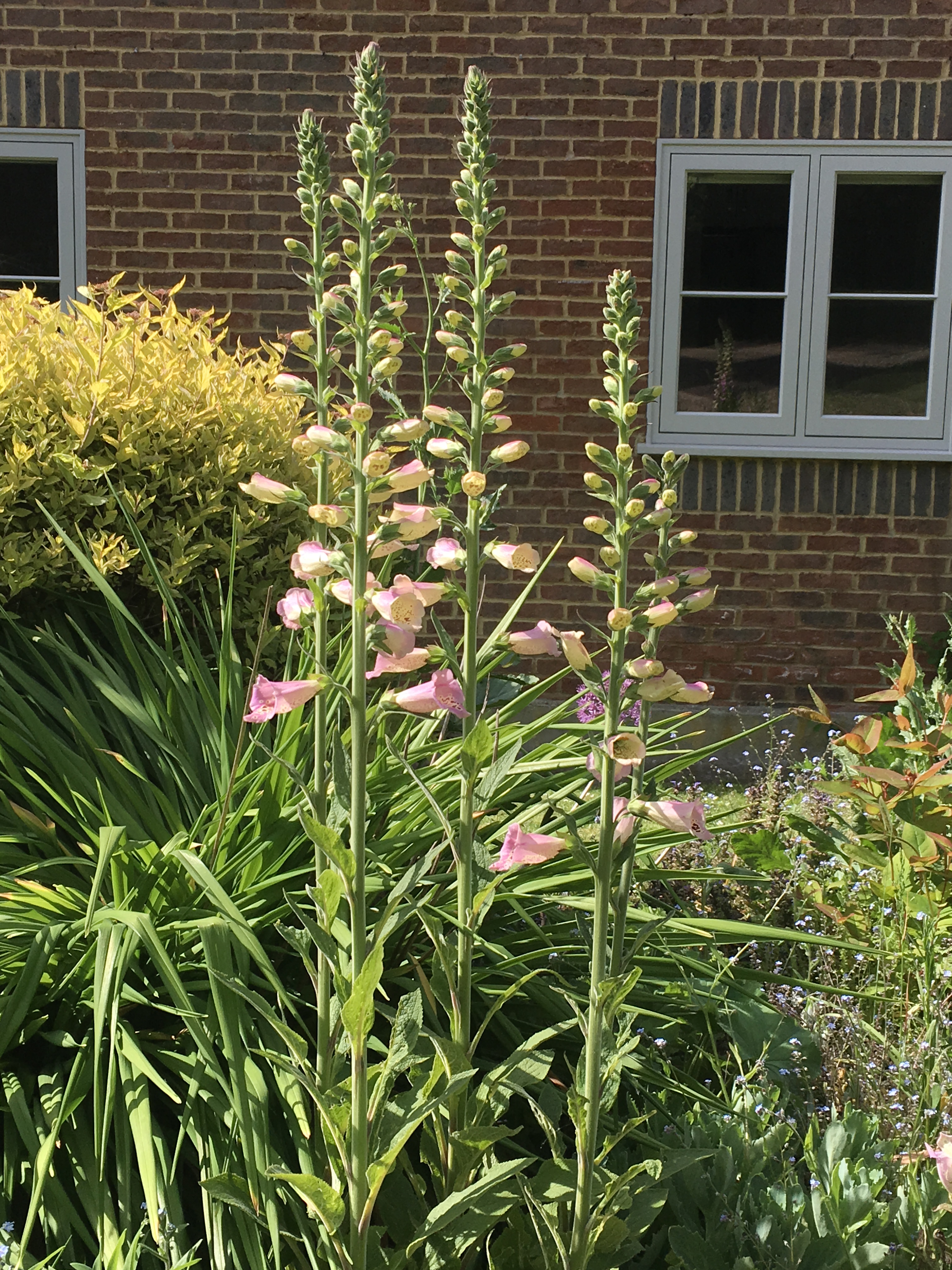 The garden changes with the seasons...