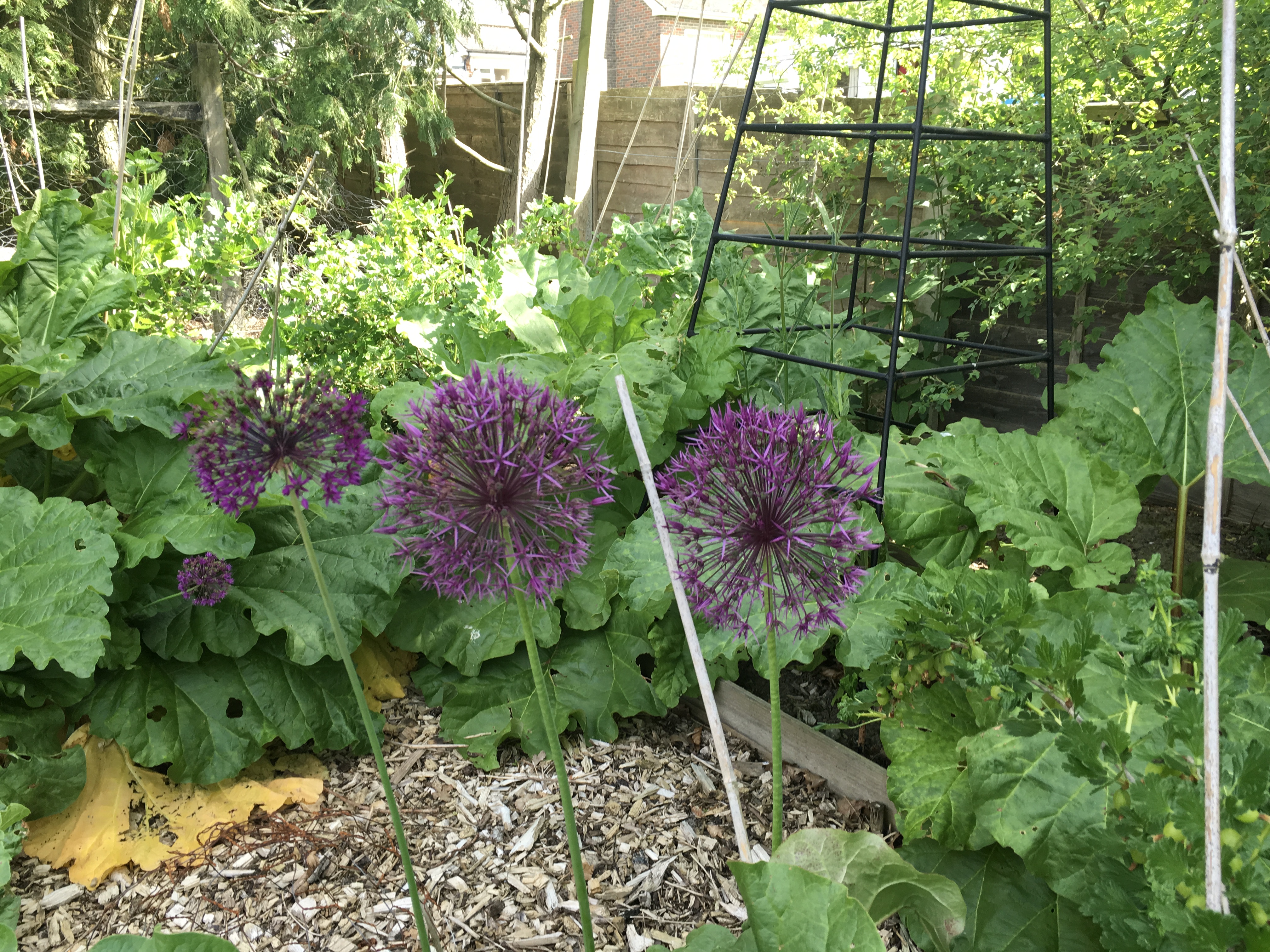Fruit garden opposite the Annexe