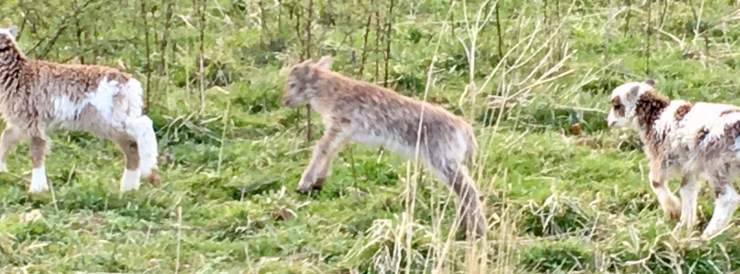 The Oaks' lamb: Springing with The Joys of Spring!