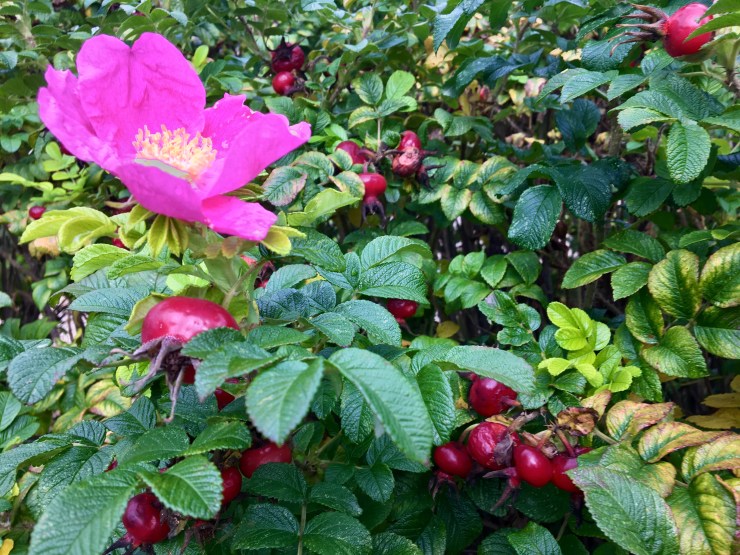 Late Summer Rose Hips