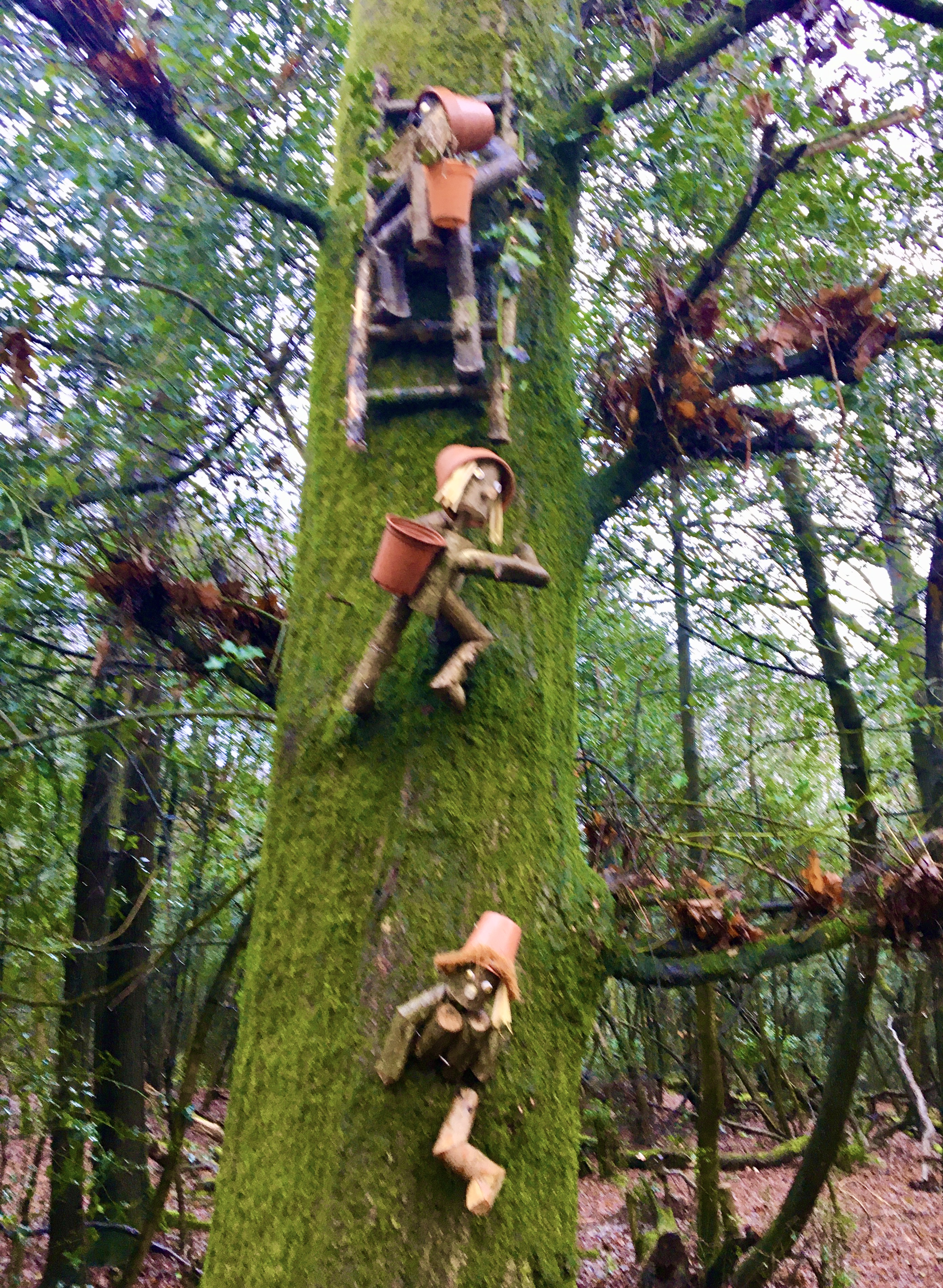 Winter walks in a local forest.