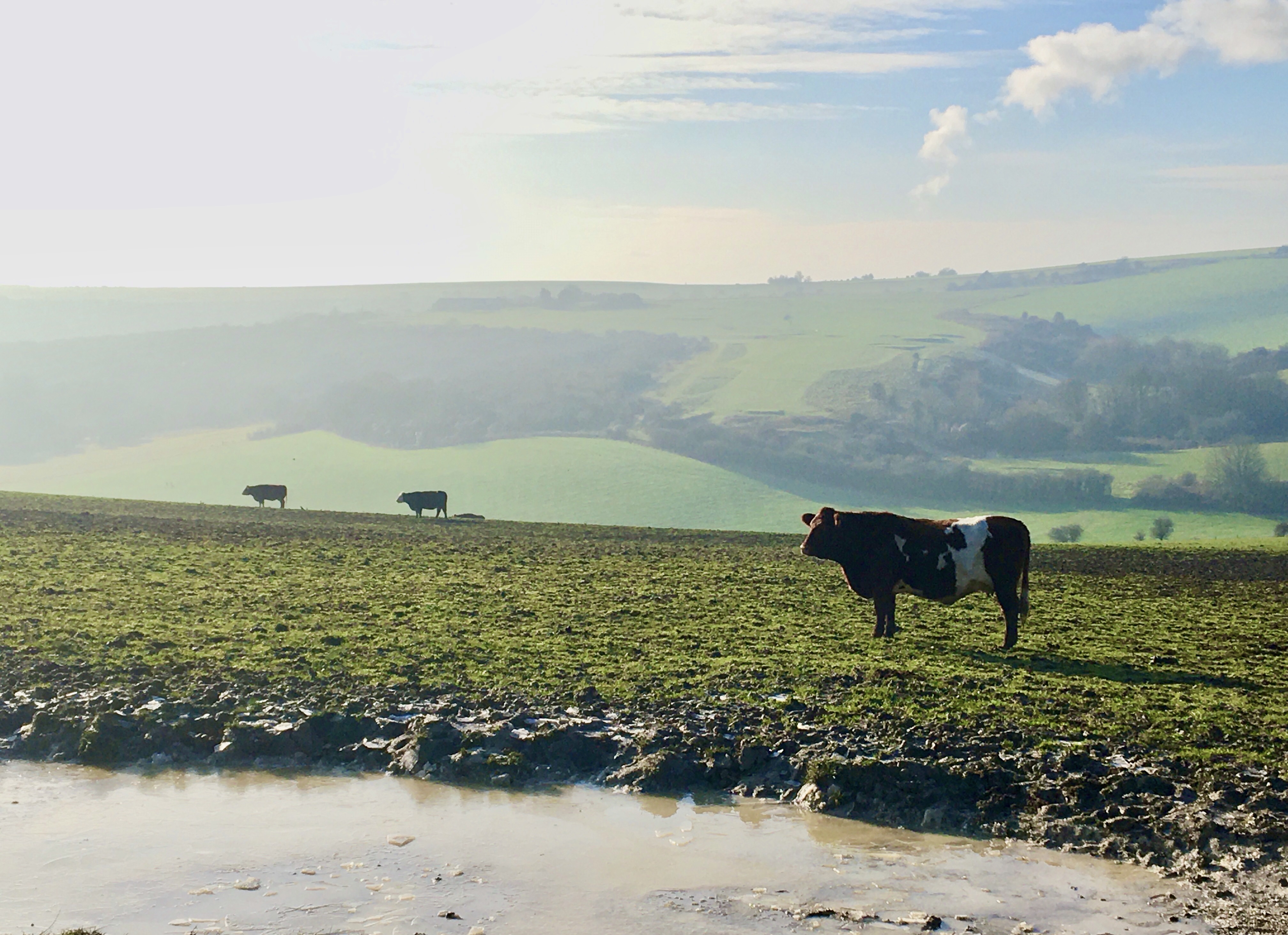 South Downs cows standing statue like in muddy South Downs fields.