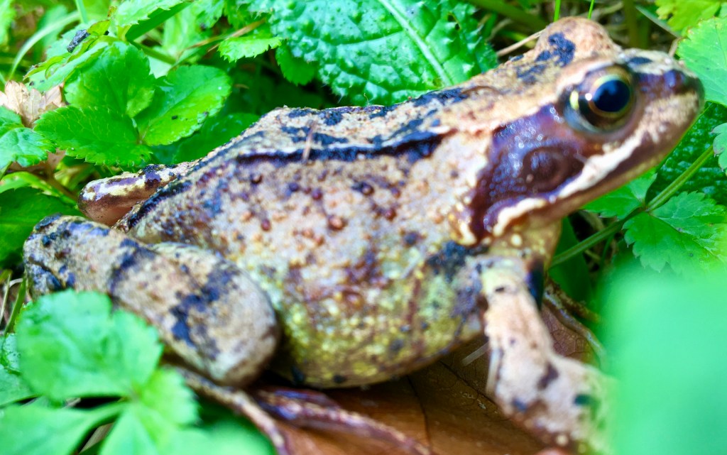 In the UK's Autumn of 2020 and 2021's underwhelming start, the seasonal browns seem to sing at their deepest and most golden, answering our longing for a more natural state.  A return to stability and peace of mind.  