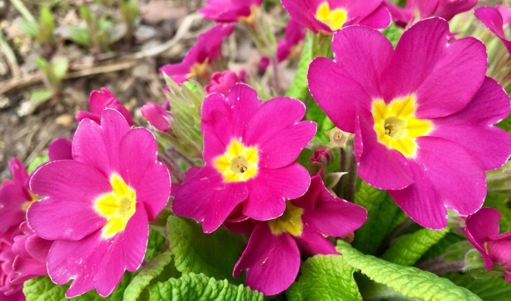 Pink Primroses!