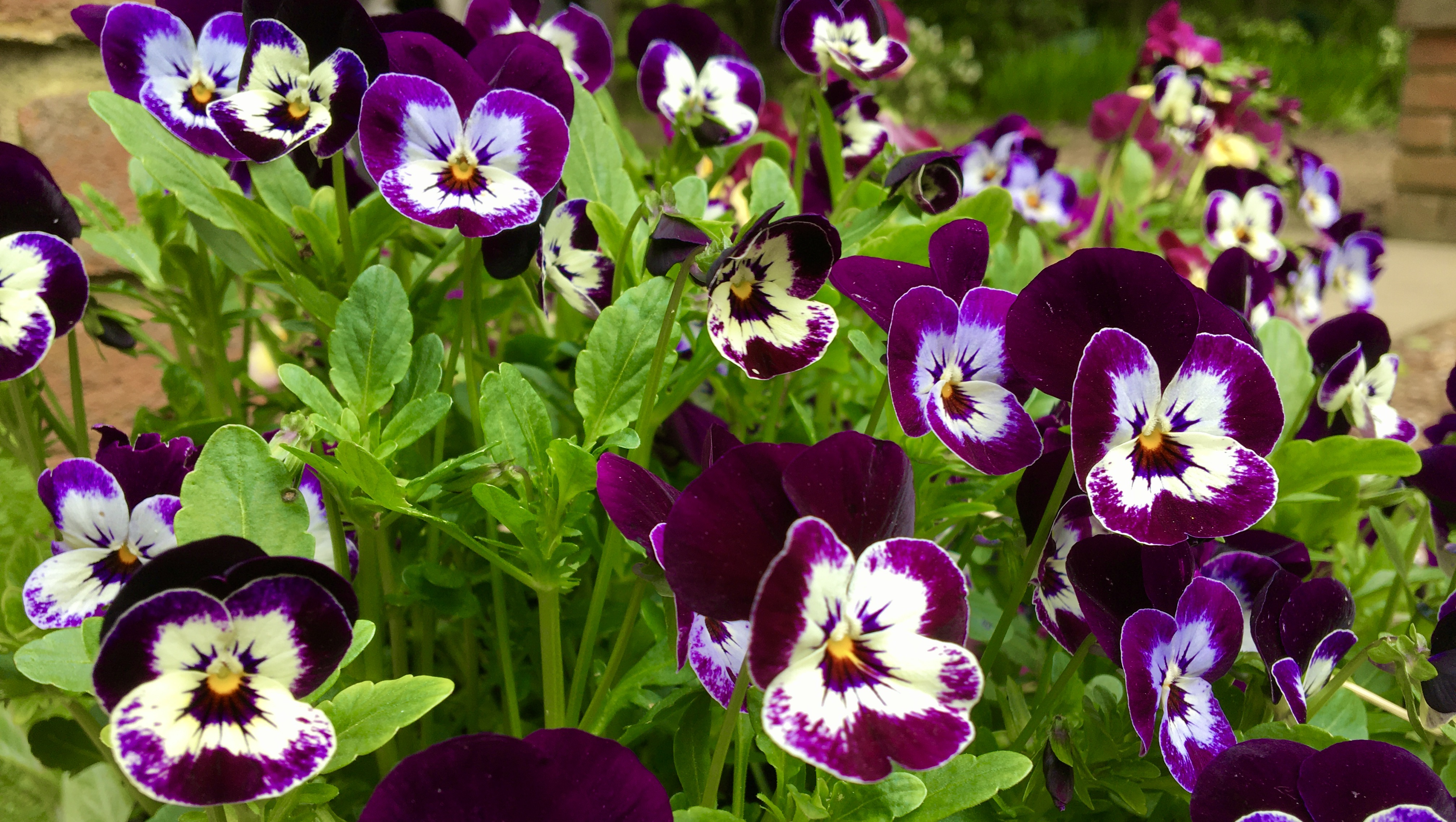 Purple colour challenge 2021