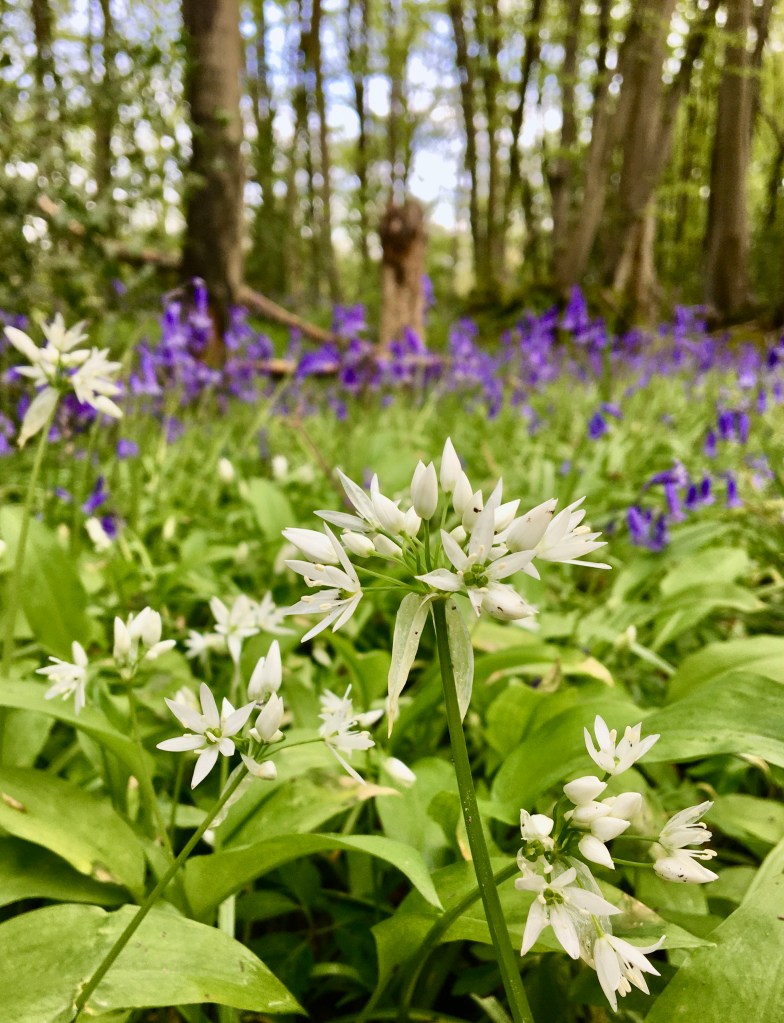 Wild garlic in woodland