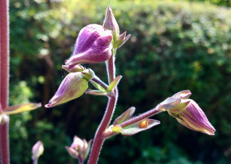 Purples in the garden!