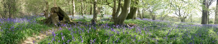 Bluebell walk, Horsham