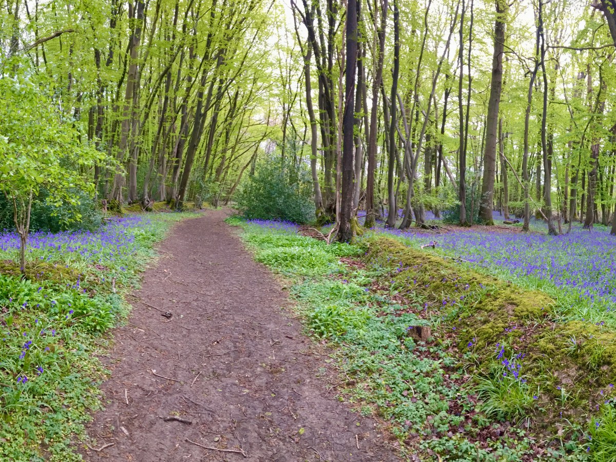 Kingsfold Bluebell walk: 5m / 8Km