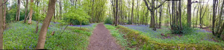 Sussex bluebell walk