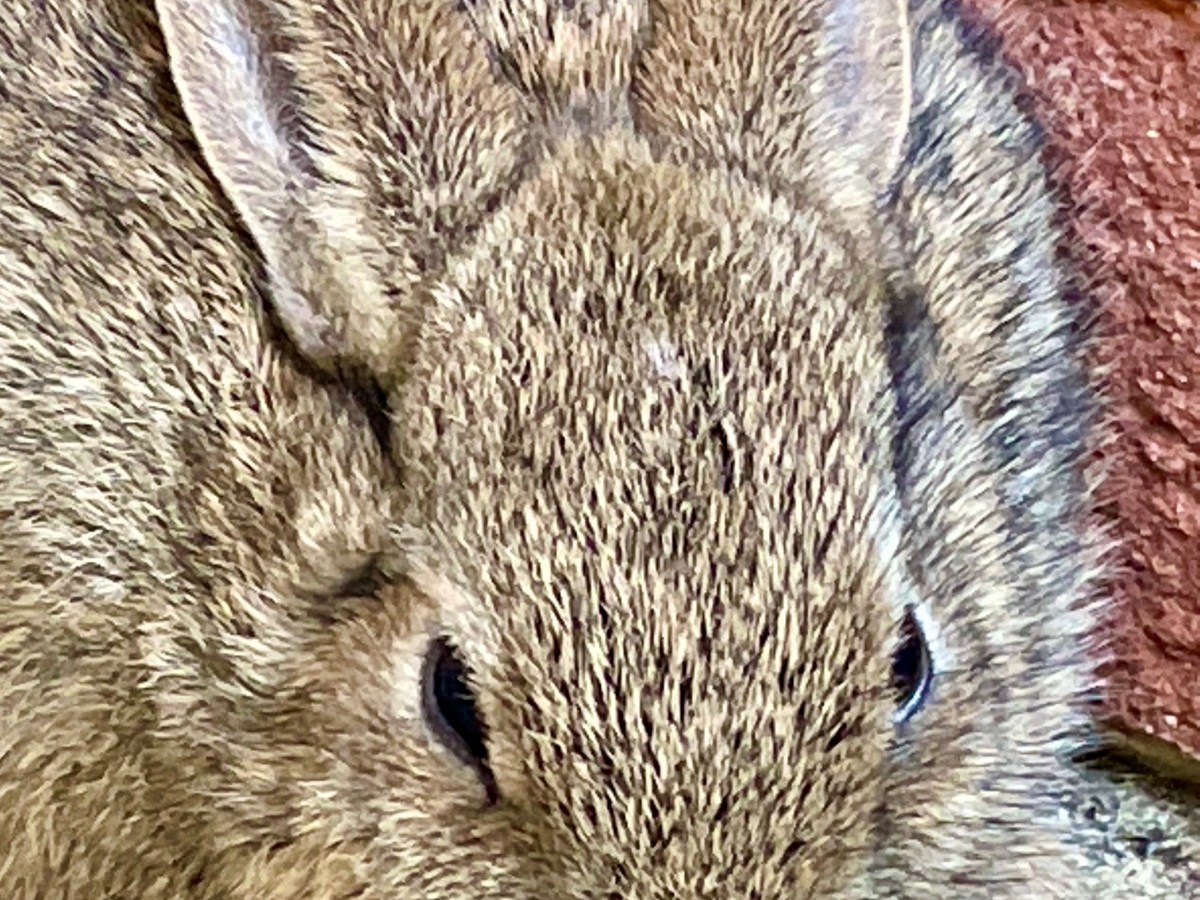 Garden diary: June 2021