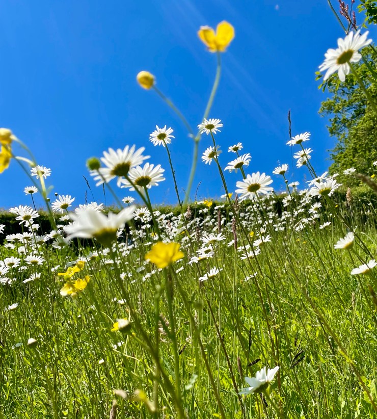 Whites in the garden!