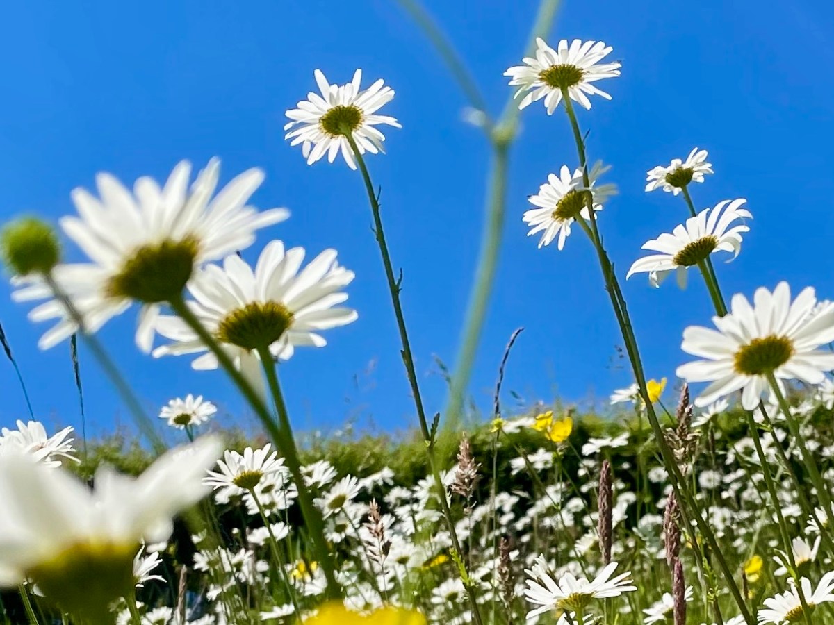 Colour Challenge 2021: June (part I) – white