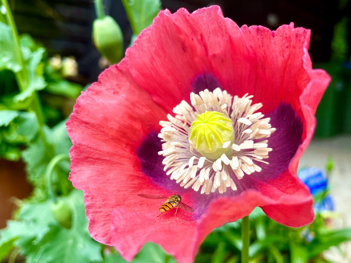 Life in Colour, August 2021: Red