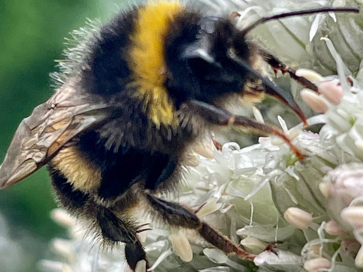 Garden diary: July 2021