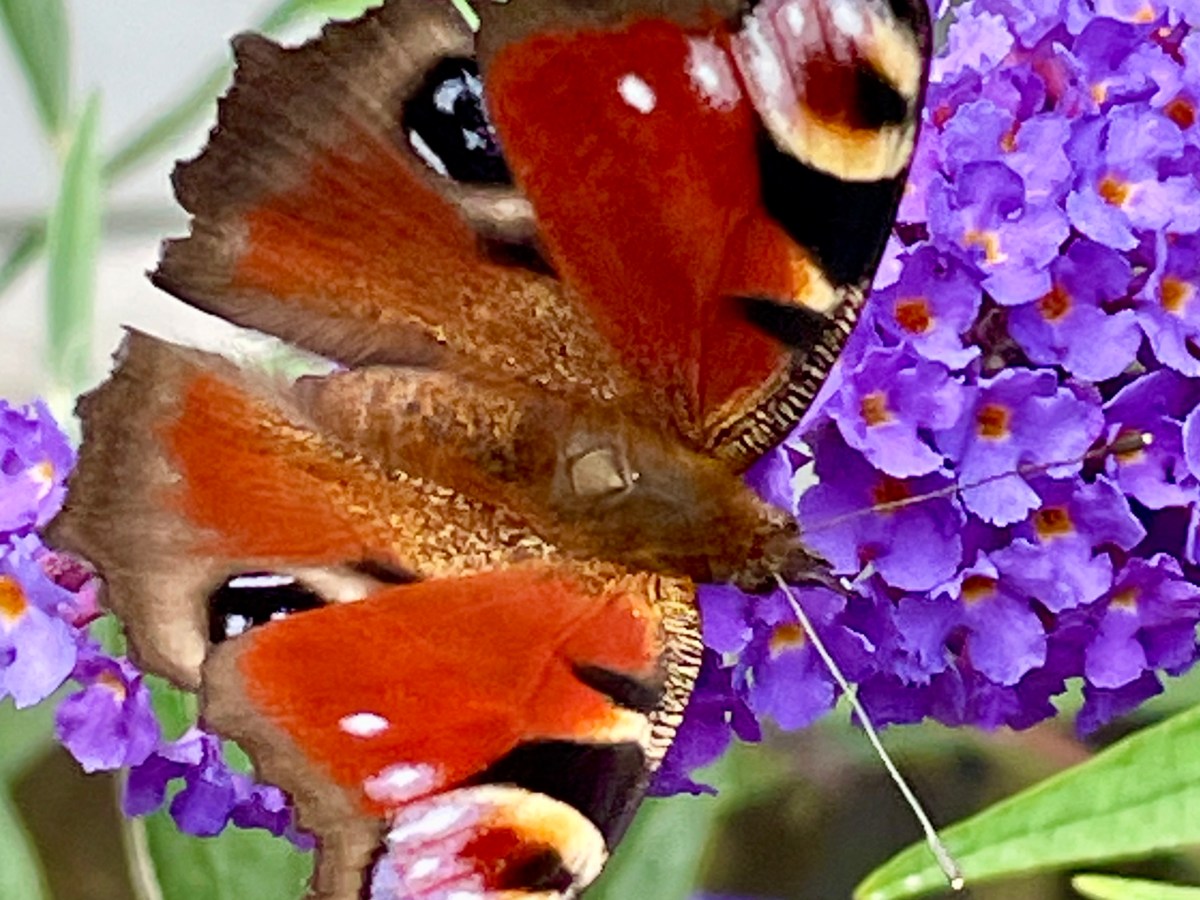 Garden Diary: August 2021