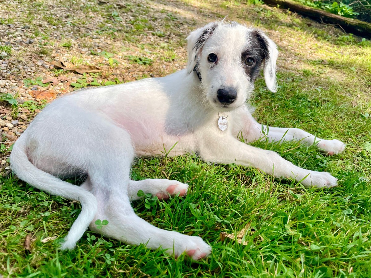 Meet the newest member of our family