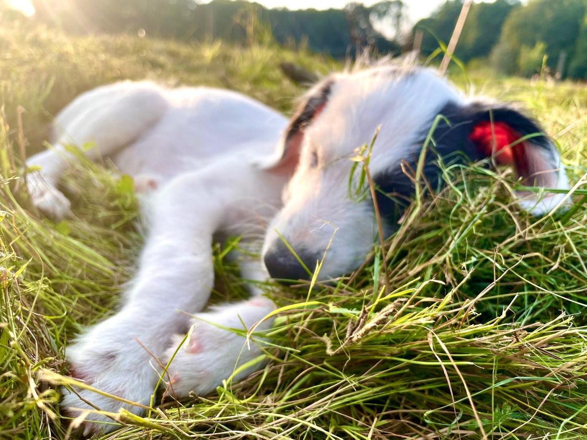Make Hay while the Sun Shines!