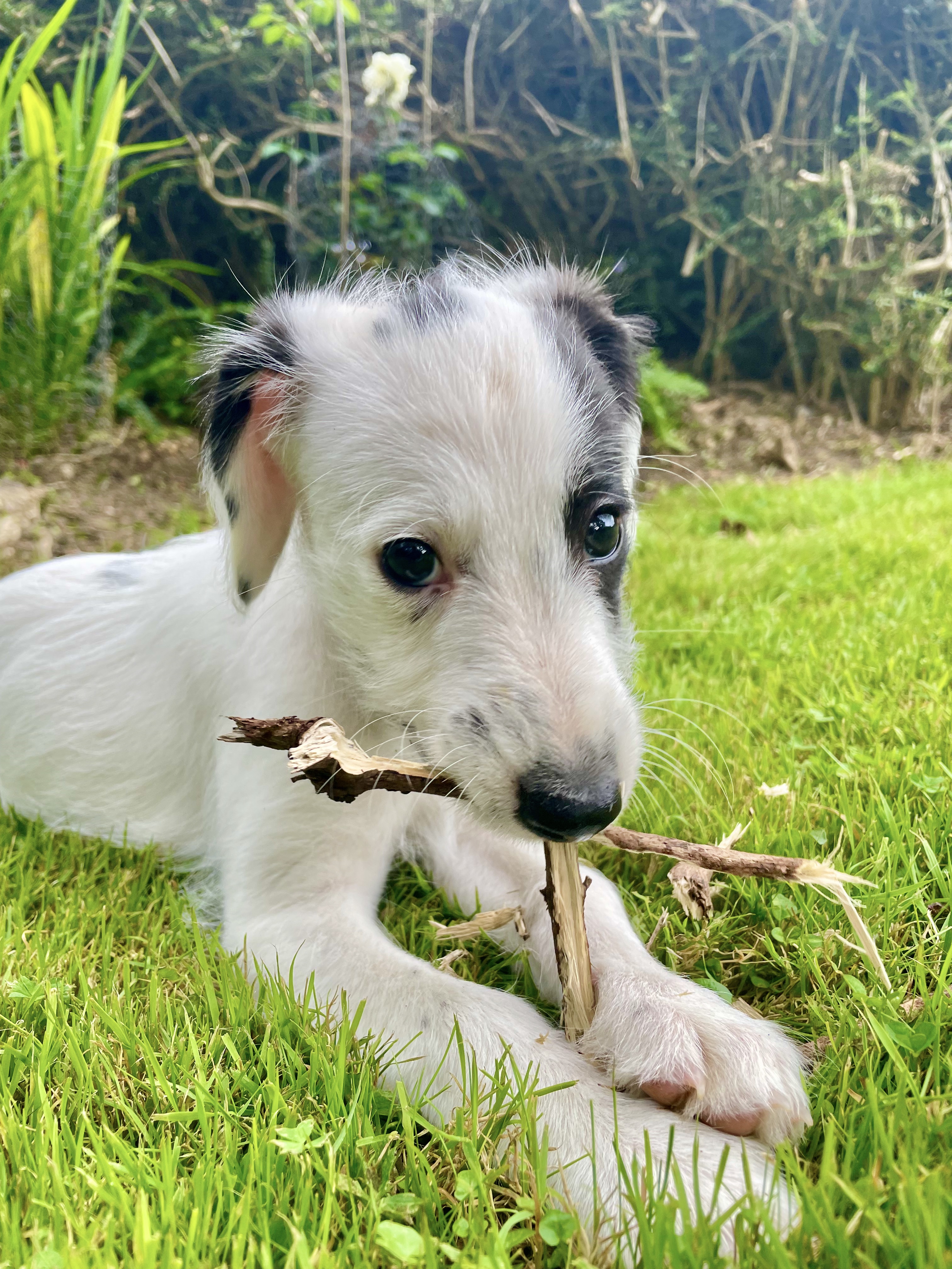 Oscar 10 weeks chopping kindling wood