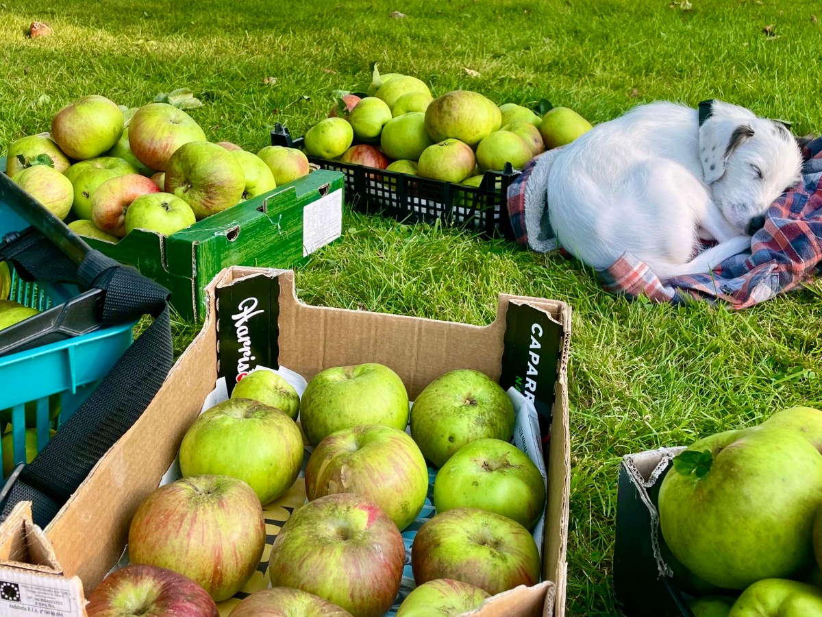 Garden Diary: September 2021