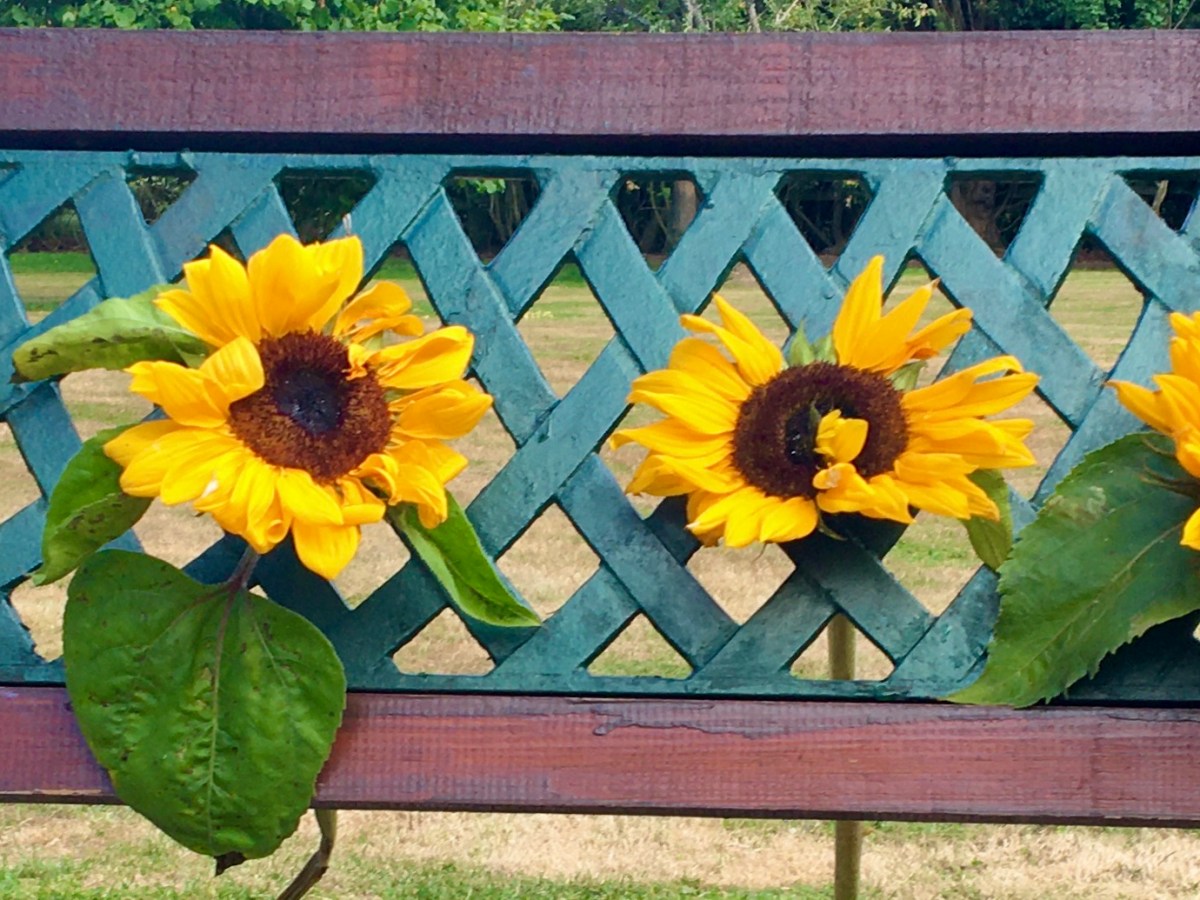 Life in Colour Challenge October ’21: Orange