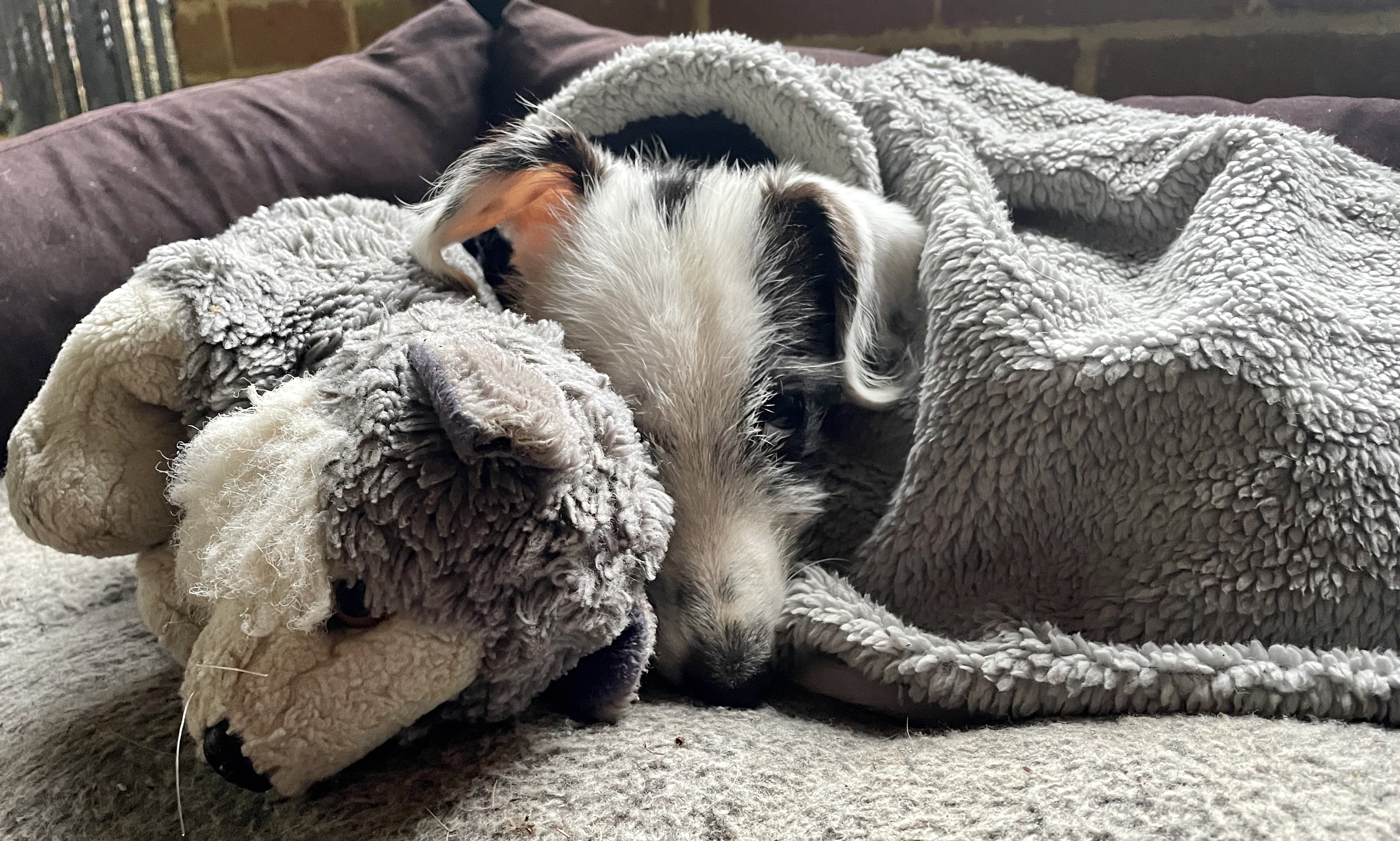 Black splatted Oscar with his fluffy grey rug and 'squirrel'