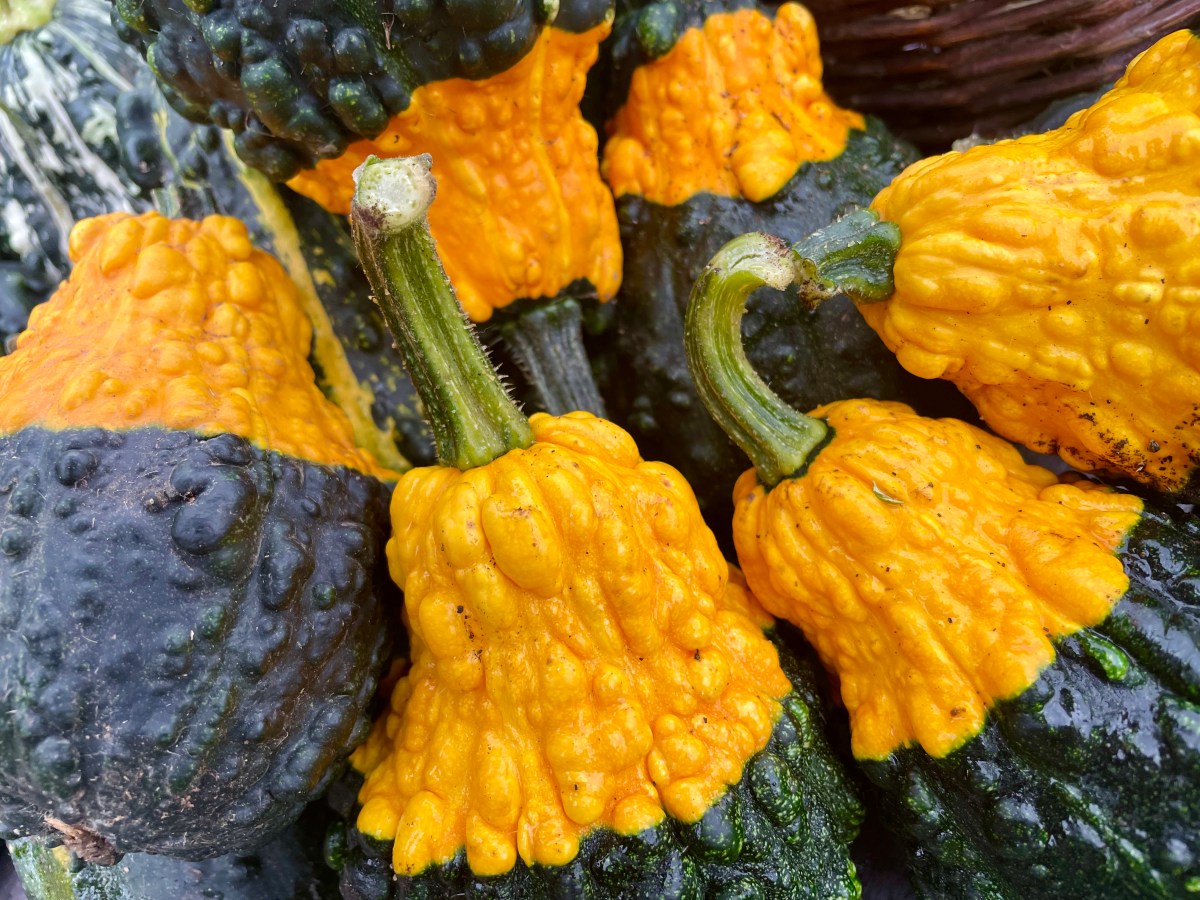 Garden Diary: October 2021