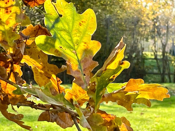 Crisp lime green and burnt orange autumn oak leaves