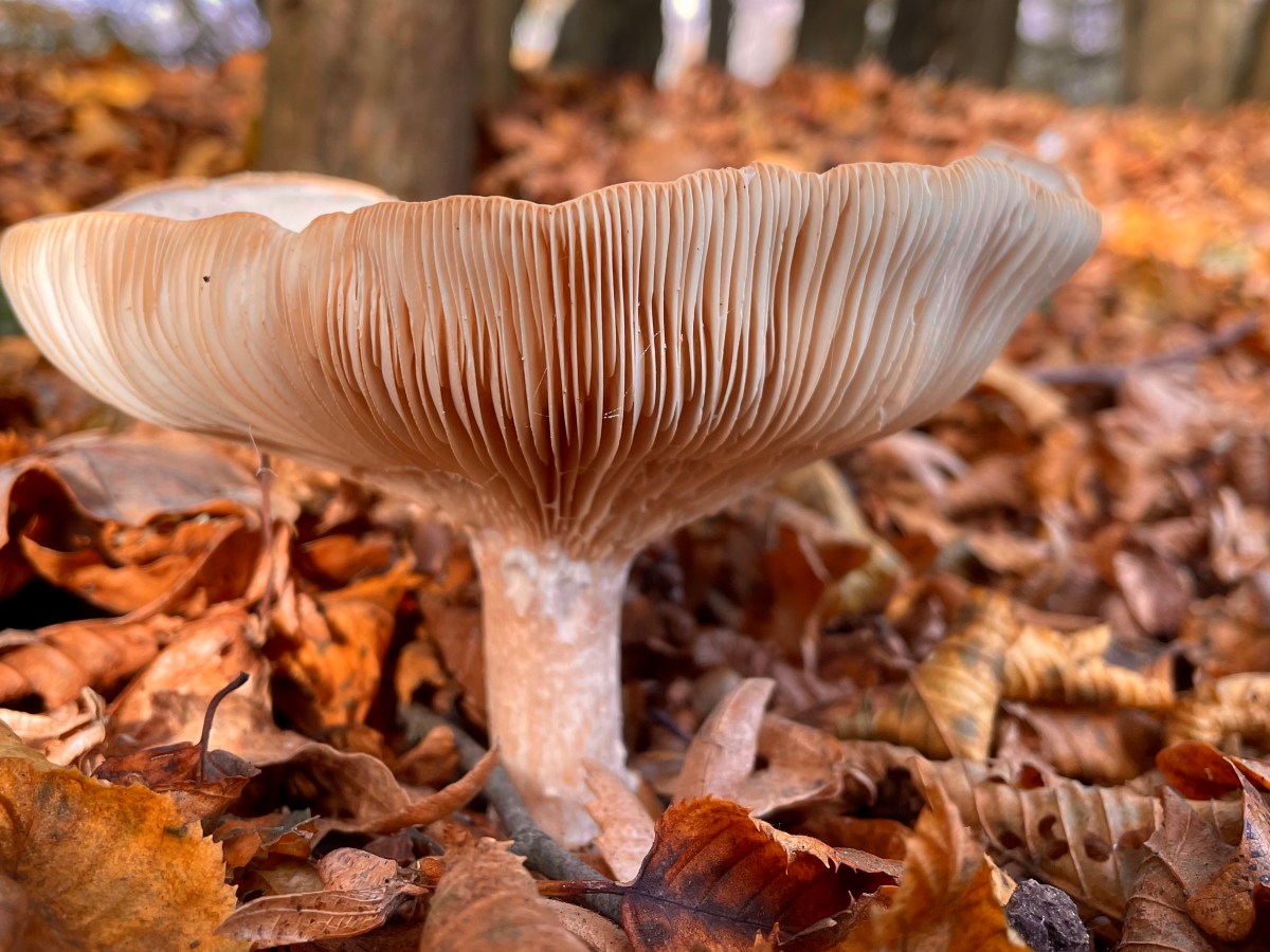 Garden Diary: November 2021