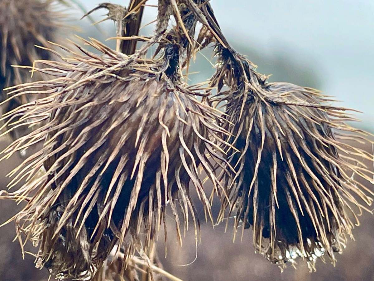 Knepp Castle loop from Shipley Windmill: 11.3m / 18km