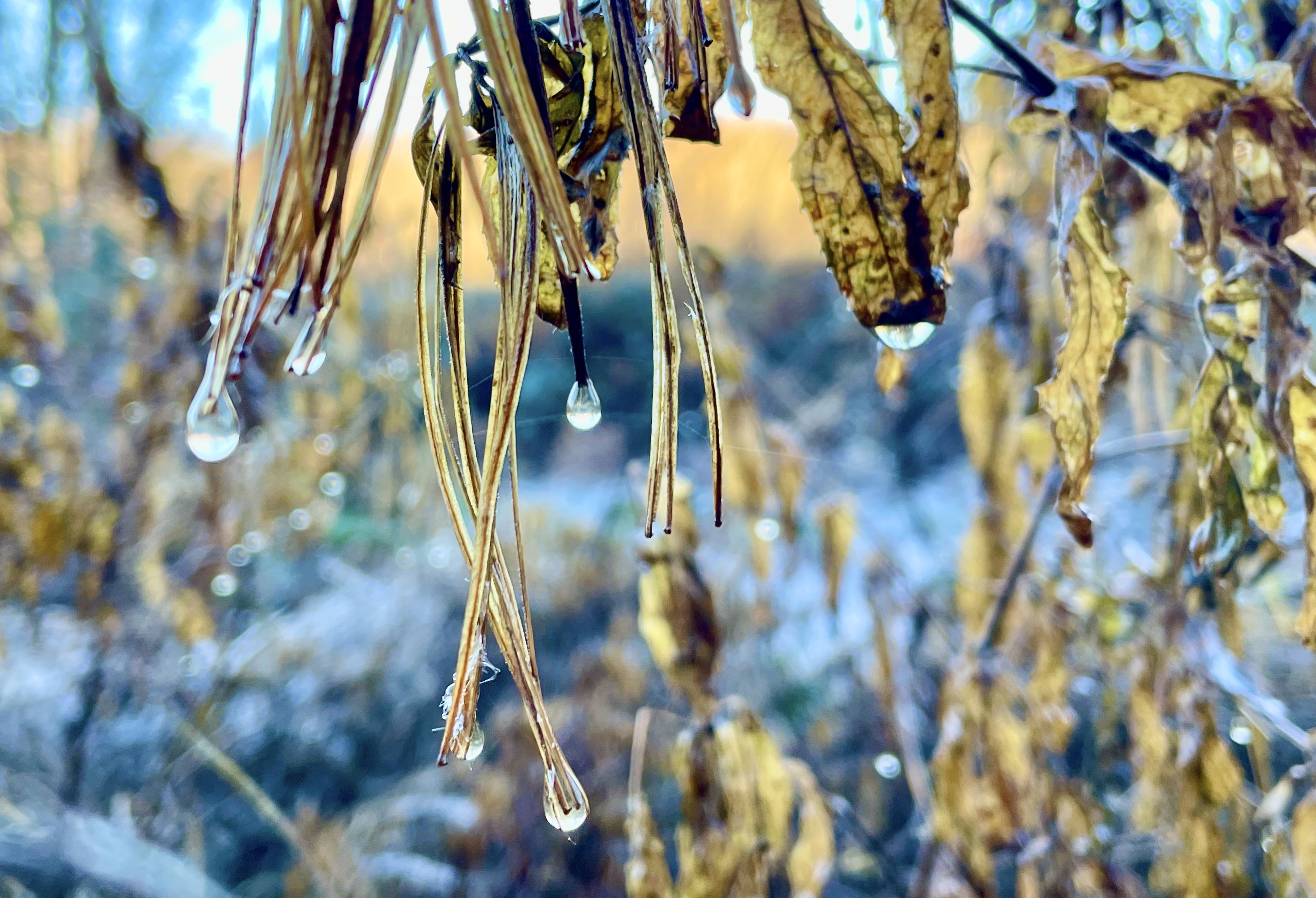Winter rain dropping from seed heads like diamonds dripping!