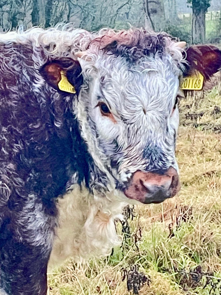 Winter walk - and a beautiful bull in a muddy field at nearby Knepp