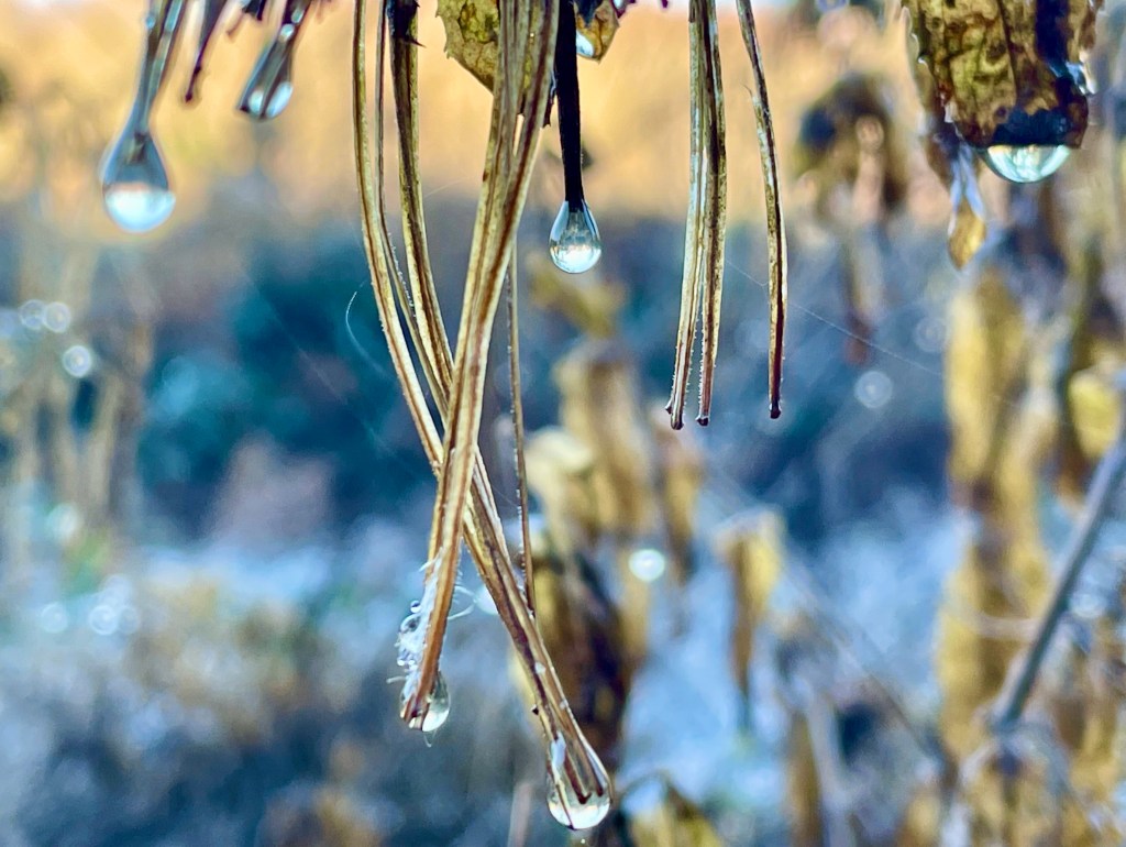 Frozen ground and icy drops on decaying vegetation along the walk.