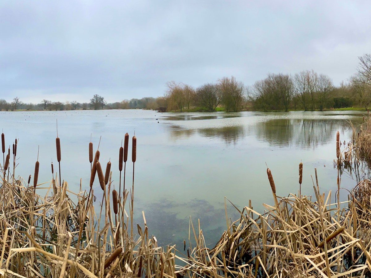 Bean lakes via Tanhouse Farm Shop, from Capel: 4.8m / 7.7km circular walk