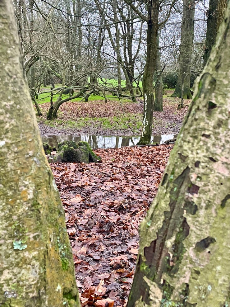 Wet West Sussex Woodlands; glorious winter walks, when the colours of the most are extra vibrant.