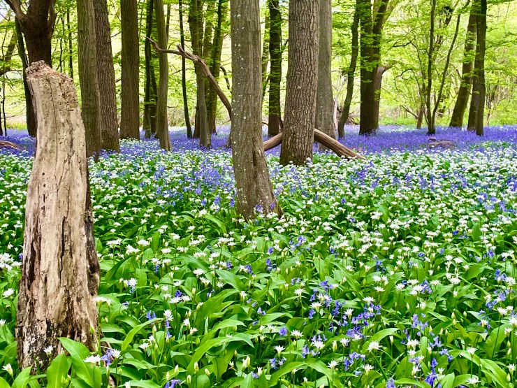 Bluebell & wild garlic woodlands.