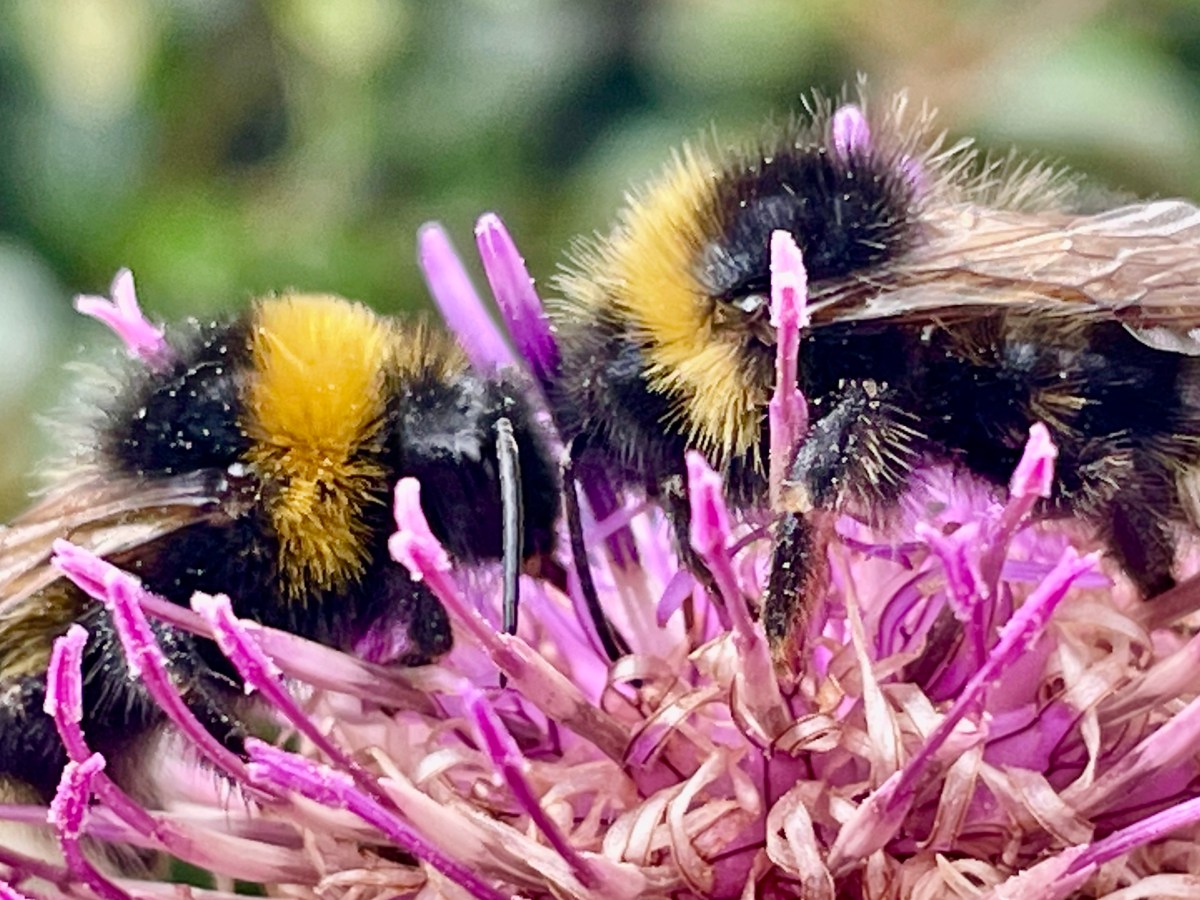 May 2022 Garden Gallery