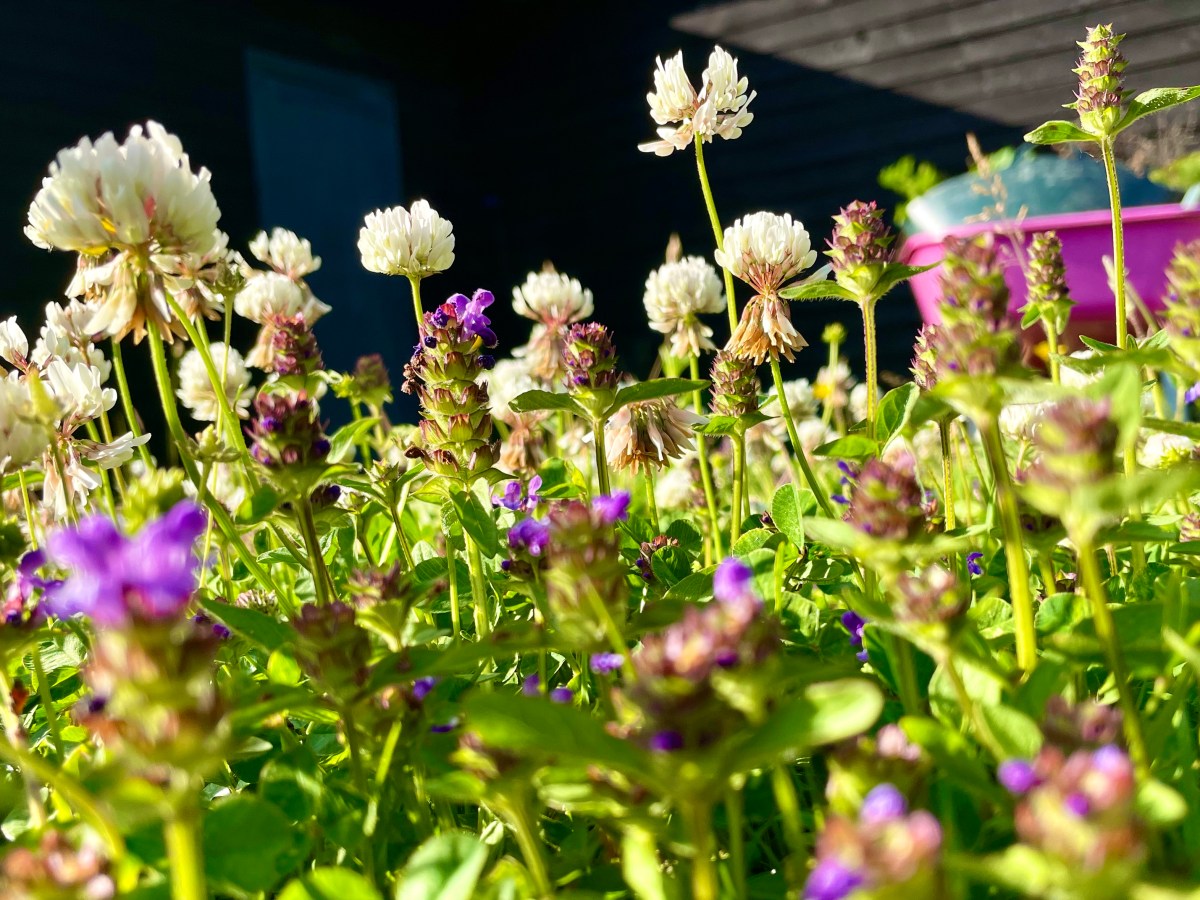 June 2022: Garden Gallery