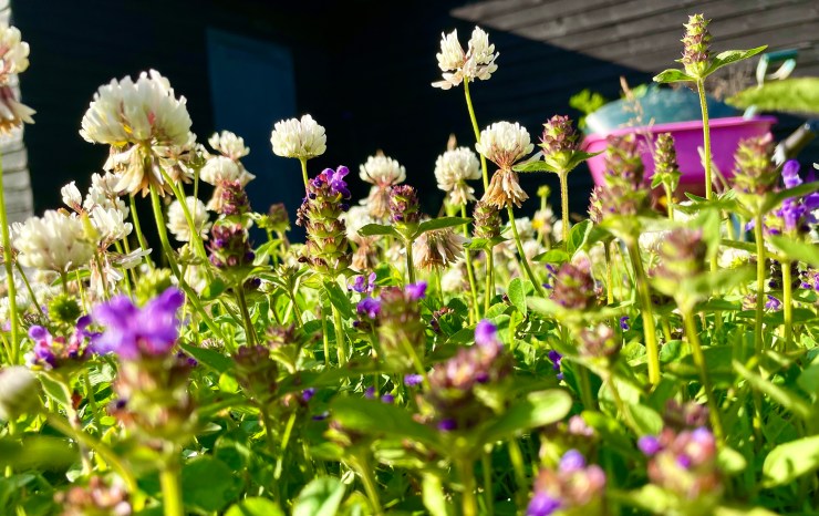 Mass of colourful clover flowers!