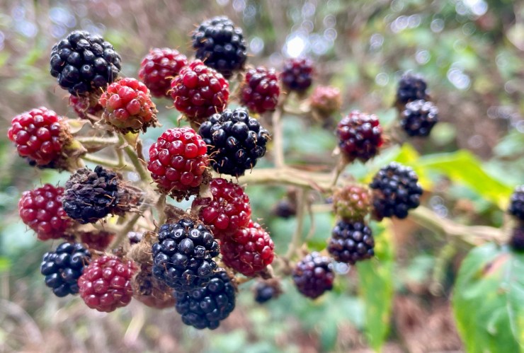 Wild Blackberries